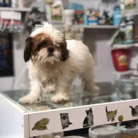 سگ واگذاری|سگ|گرگان, |دیوار