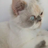 واگذاری گربه|گربه|شیراز, سلطان آباد|دیوار