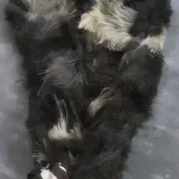 خیگ روغنی تازه وآماده برای روغن میباشد