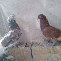 ماده سرخ نر سرور درجه یک