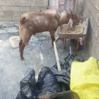 سلام بزدرجه یک نژادسه قلو زا