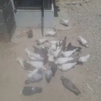 کفتر پلاکی و بهبونی    نرو  ماده درهم