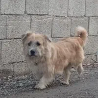 سگ معاوضه دارم