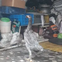 مرغ لاری پرمرغی اوشامو اصیل