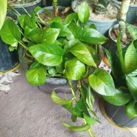 گل و گیاه طبیعی|گل و گیاه طبیعی|ایذه, |دیوار