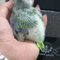 طوطی راهب سرلاکی آبی و سبز