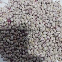 لوبیا چیتی گرد کوشا