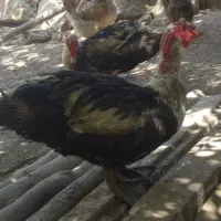 سیکا ،مرغابی