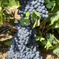 انگور