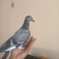 جوجه آلمانی