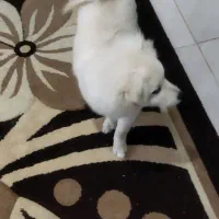 سگ میکس پامر شیتزو