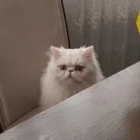 پرشین نر اصیل نیاز به جفتگیری