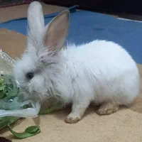 خرگوش دوست داشتنی