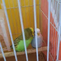 جفت مرغ عشق جوان سالم وکشیده
