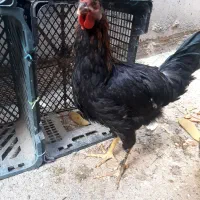 خروس سیاه واواز خون