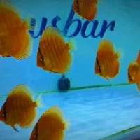 ماهی دیسکس ۲ اینچ