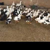 اردک بزرگ و سرحال سالم