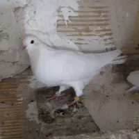 کبوتر پرشی|پرنده|خوی, |دیوار