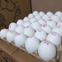 تخم مرغ روز از درب مرغ داری