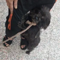 سگ ماده مهربون و بازیگوش