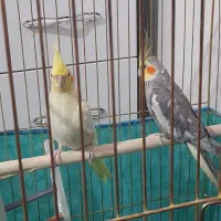 یه جفت عروس هلندی|پرنده|صحنه, |دیوار