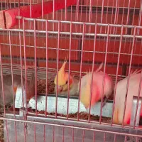 عروس هلندی بالغ|پرنده|شاهین‌شهر, عطار|دیوار