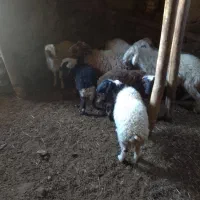 تعداد 8بره بابک الاغ روستای هراران