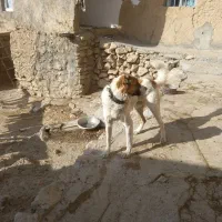 ۷تومان|سگ|بجنورد, |دیوار