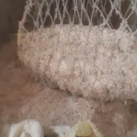 کاه|لوازم جانبی حیوانات|کبودرآهنگ, |دیوار