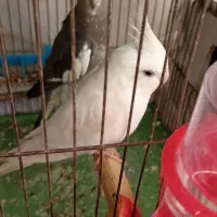 معاوضه با مرغ گلین مرغ گلین