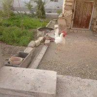 خروس فروشی