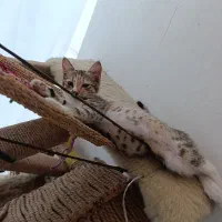 فوری به دنبال سرپرست مهربون