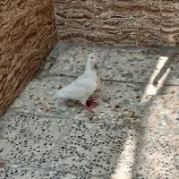 کفتر