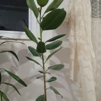 گل درختی