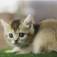 گربه های اسکاتیش و برتیش|گربه|اهواز, کوروش|دیوار