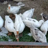 غاز|حیوانات مزرعه|نقده, |دیوار