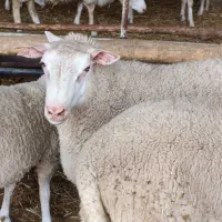 فروش بره نژاد رومن نر و ماده|حیوانات مزرعه|قزوین, |دیوار