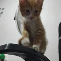 واگذاری جوجه گربه ی ۲ ماهه ی پرتغالی|گربه|شهریار, شهریار|دیوار