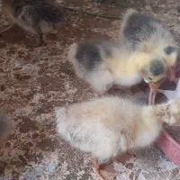 چند عدد جوجه غاز دوهفته ای به فروش میرسد