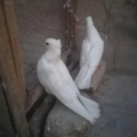 سفید کاکلی قلمکار|پرنده|قم, گلزار|دیوار