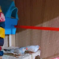 عروس هلندی سینامون با ((فنچ))|پرنده|اسلام‌شهر, بهرام آباد|دیوار