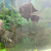 ماهی|ماهی|بیرجند, |دیوار