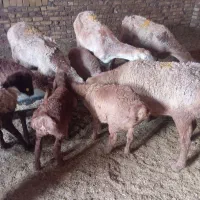 جفت67000000|حیوانات مزرعه|تربت جام, معدآباد|دیوار
