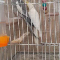 عروس هلندی های بالغ|پرنده|بجنورد, |دیوار