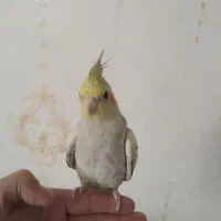 عروس هلندی|پرنده|مشهد, رضاییه|دیوار