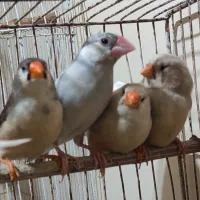 فنچ|پرنده|بندر ماهشهر, |دیوار