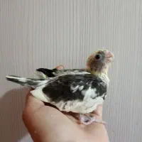 جوجه عروس هلندی سرلاکی|پرنده|تهران, تولید دارو|دیوار