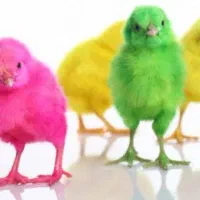 فروش انواع جوجه یک روزه به صورت خرده
