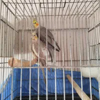 عروس هلندی عروس طوطی|پرنده|قزوین, |دیوار