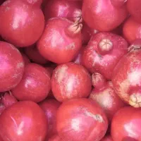 انار کوهمره سرخی|خوردنی و آشامیدنی|شیراز, کیان آباد|دیوار